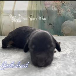 Galahad of Camelot (AKC Registered Name) - Chocolate and tan male Dachshund puppy in Scappoose, Oregon from Once Upon a Ween