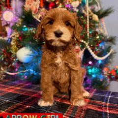 Blue girl - Apricot female Australian Labradoodle puppy in Rockton, Illinois from Dream Doodles and Cockapoos