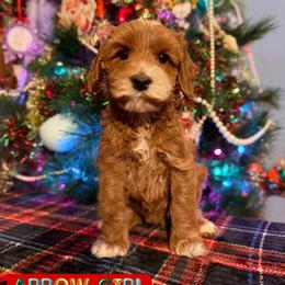 Blue girl - Apricot female Australian Labradoodle puppy in Rockton, Illinois from Dream Doodles and Cockapoos