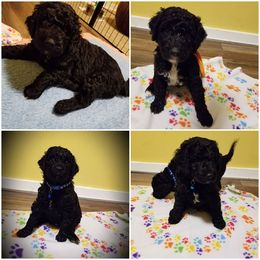 Poodle Puppies from A &A Pinedale Woods Standard Poodles