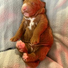 Teddy - Red  male Goldendoodle puppy in Miami, Florida from Jade’s Paws & Co. Of Miami LLC