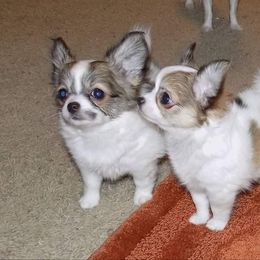 Chihuahua Puppies from Lucky Star Chihuahuas