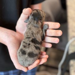 Black and Cream Dapple - 3250 - Dapple female Dachshund puppy in Little Elm, Texas from HotDachs