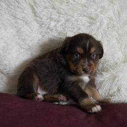 Miniature Australian Shepherd Puppies from Moss Hill Aussies