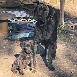Cane Corso from Cane Corso Ceto