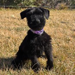 Girl 6 - Lavender Collar - Black female Giant Schnauzer puppy in St George, Utah from Schnauzer Ranch
