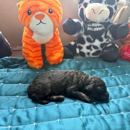The Carrie Series - Phantom female Goldendoodle puppy in Houston, Texas from Were The Mack'Doodles Mack’Poodles