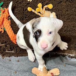 Boy 1 - Blue merle male Catahoula Leopard Dog puppy in Peyton, Colorado from Gunslinger Catahoulas