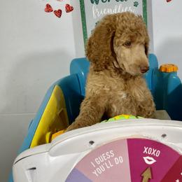 Girl 2 - Red  Poodle puppy in Florida from Gwen's Poodles