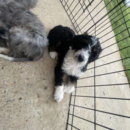 Aussiedoodle, Goldendoodle, and Sheepadoodle Puppies from The Yuppy Puppy Doodle Company