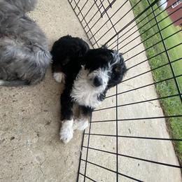 Aussiedoodle, Goldendoodle, and Sheepadoodle Puppies from The Yuppy Puppy Doodle Company