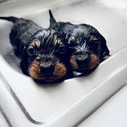 Dachshund Puppies from Libby’s Legacy Doxies