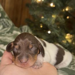 Ralphie - Piebald male Dachshund puppy in Goldthwaite, Texas from Mini Mama Dachshunds