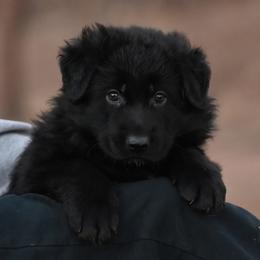 Black and Red - Black male German Shepherd puppy in Florissant, Colorado from Vom Dortmunder German Shepherds
