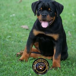 Gelato - Black and mahogany female Rottweiler puppy in Kittanning, Pennsylvania from Steel City's Von Der Preis Rottweilers