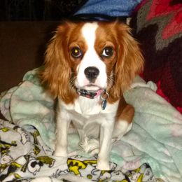 Lily - Cavalier King Charles Spaniel