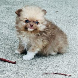 Coco - Chocolate male Pomeranian puppy in Waterloo, Indiana from Garcias Pomeranian