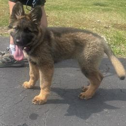 German Shepherd All Grown Up from Z Tykev Vino LLC