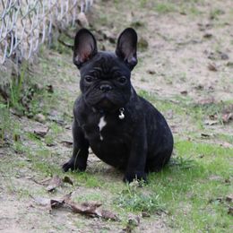 French Bulldog Puppies from Texas Top Notch Frechies