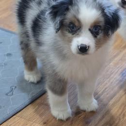 Girl 2 - Blue merle female Miniature Australian Shepherd puppy in Ola, Arkansas from Peaceful Acres