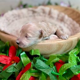 Hermit (tan) - Apricot male Goldendoodle puppy in Haltom City, Texas from Ohana Doodles