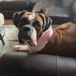 Aurora - Boxer