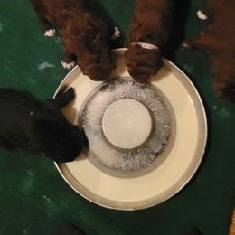 Poodle Puppies from Sue's Poodles and Doodles