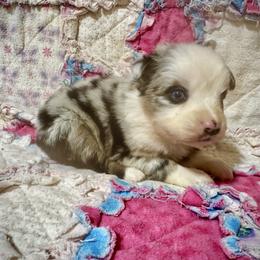 Blue male 2 - Blue merle male Miniature Australian Shepherd puppy in Lemon Cove, California from Magic Ranch Mini Aussies
