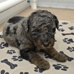 Red Collar Male - Merle male Double Doodle puppy in Killeen, Texas from Parrish Precious Ones Texas