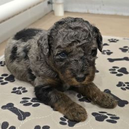 Red Collar Male - Merle male Double Doodle puppy in Killeen, Texas from Parrish Precious Ones Texas