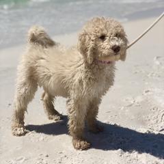 Goldendoodle, Labradoodle, Poodle, and Saint Berdoodle Puppies from Dent’s Doodles