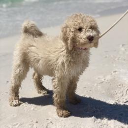 Goldendoodle, Labradoodle, Poodle, and Saint Berdoodle Puppies from Dent’s Doodles