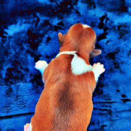 Shih Tzu Puppies from Gig Harbor Shih Tzu's