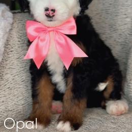 Opal - Tri-color female Bernedoodle puppy in West Jordan, Utah from Doodles Friend