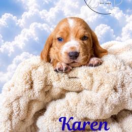 Karen - Mahogany and white female Basset Hound puppy in Tollesboro, Kentucky from Low and Slow Bassets