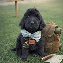 Robin Buckley - Black female Bernedoodle puppy in Bennett, Colorado from Darling Paws, LLC