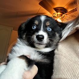 Female 3 - Black tri female Toy Australian Shepherd puppy in Randleman, North Carolina from Deep River Aussies and Dachshunds