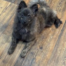 Tina - Pomeranian