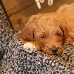 Australian Labradoodle Puppies from Majestic Labradoodles