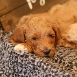 Australian Labradoodle Puppies from Majestic Labradoodles