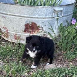 Black Tri - Black tri female Toy Australian Shepherd puppy in Stephenville, Texas from Rockin J Lil Aussies