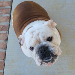 Bulldogs from Comer's Kennels