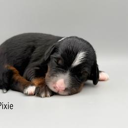 Pixie - female Australian Mountain Doodle puppy in Chattanooga, Tennessee from River City Doodles TN