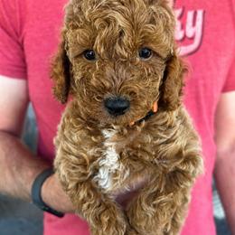 Poodle puppies from West Cobb Dogs