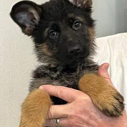 German Shepherd Puppies from Green Forest German Shepherds