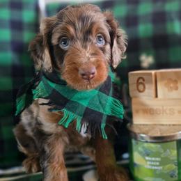 Billie - Red merle female Aussiedoodle puppy in Prescott Valley, Arizona from Ramirez Family Doodles