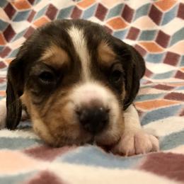 Beagle Puppies from Beech Grove Beagles