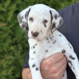 Jewel - White and liver brown female Dalmatian puppy in Mount Vernon, Washington from Pawsitively Spotted