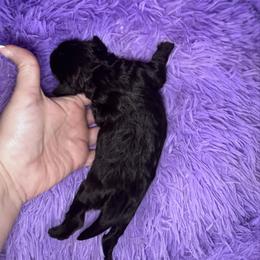 Love - Black and white female Cavapoo puppy in Mount Vernon, Texas from S and J Cavapoos