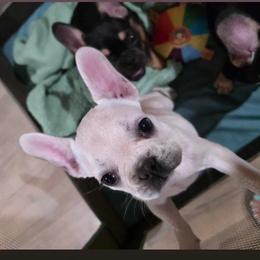 Rey - White female French Bulldog puppy in Searcy, Arkansas from Bonnie Trouble Frenchies